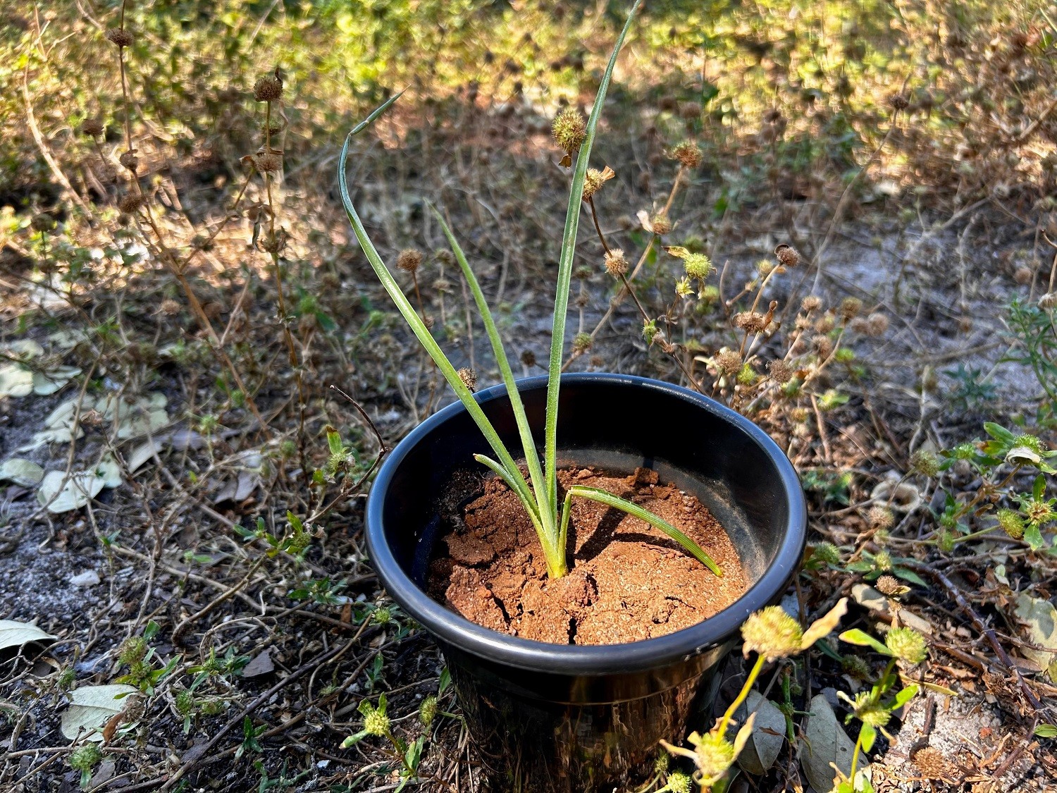 Espécie de bromélia ameaçada de extinção é produzida em laboratório e devolvida à natureza no Tocantins