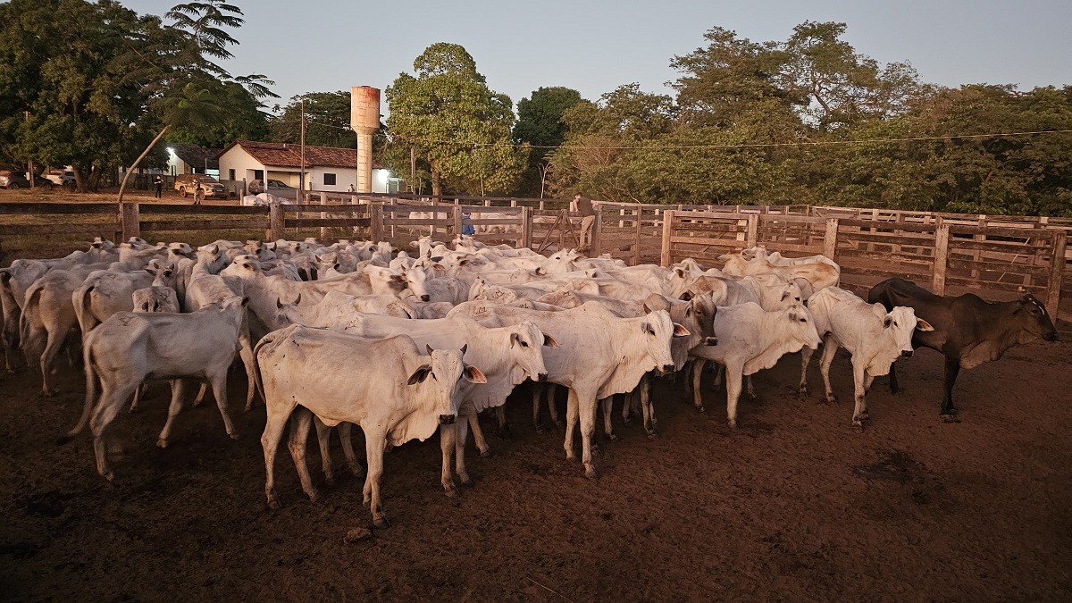 Mais de 60 cabeças de gado avaliadas em R$ 170 mil são recuperadas após denúncia de furto em fazenda, diz polícia