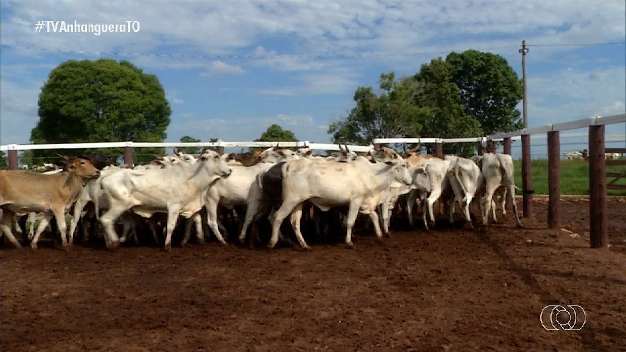 VÍDEOS: Jornal do Campo TO de domingo, 27 de julho de 2025