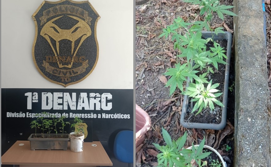 Polícia destrói sistema de irrigação para cultivo de até 200 pés de maconha
