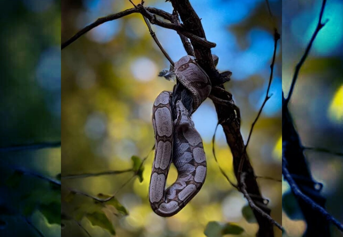 Serpente flagrada devorando pássaro em árvore é uma jiboia e sufoca vítimas antes de engolir, diz bióloga