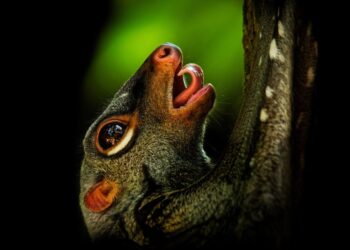 O “lêmure voador” que não voa e nem é lêmure