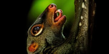 O “lêmure voador” que não voa e nem é lêmure